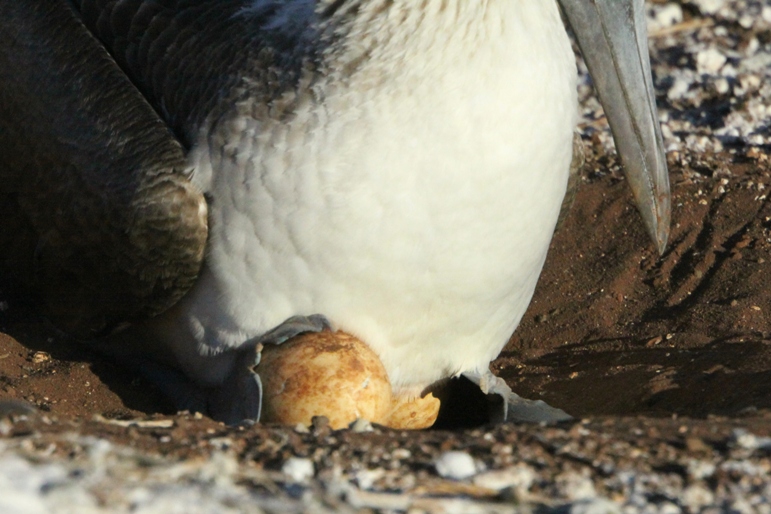 galapagos